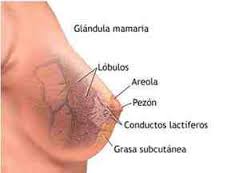 esquema de las diferentes zonas de la mama