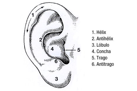 Anatomía de la oreja
