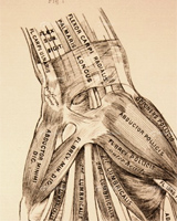 Anatomía de la muñeca