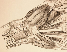 Anatomía de la muñeca